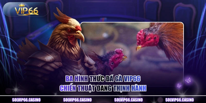 Ba hình thức đá gà VIP66 chiến thuật đang thịnh hành