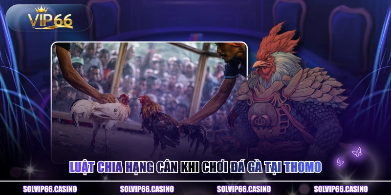 Luật chia hạng cân khi chơi đá gà tại Thomo